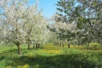 Streuobstwiese - Förderung der Neupflanzung von Obstbäumen